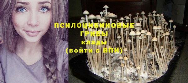 стаф Арсеньев